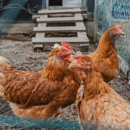 Dachstein Suedwand-2 By Interhome * 필즈모스