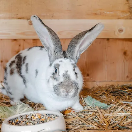 Dachstein Suedwand-2 By Interhome 아파트