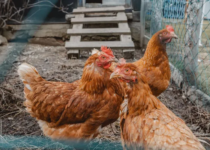 Dachstein Suedwand-2 By Interhome * Filzmoos