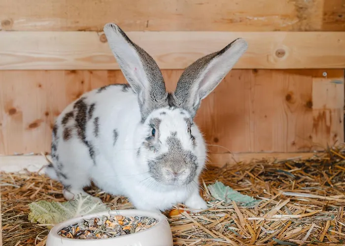 Dachstein Suedwand-2 By Interhome Daire